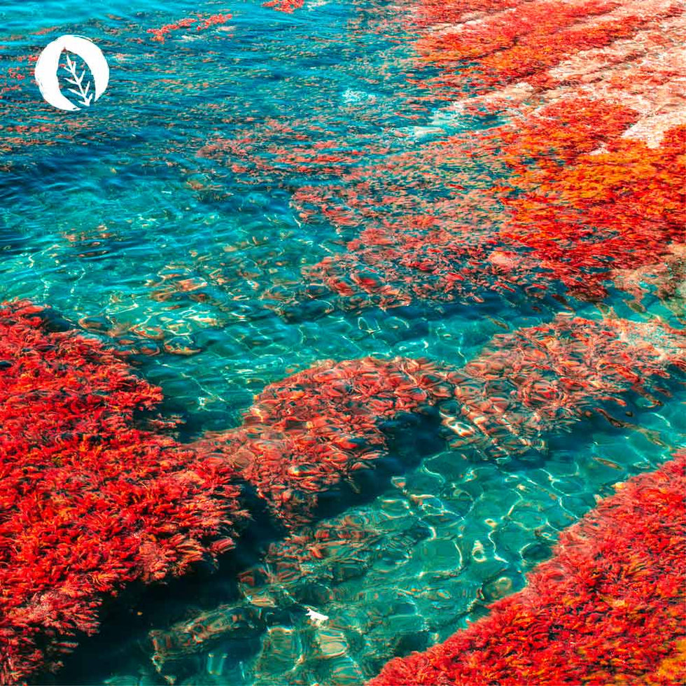 Astaxanthin Kapseln