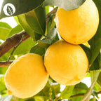 Folsäure Kapseln: Vitamin B9 aus Zitronenschalen