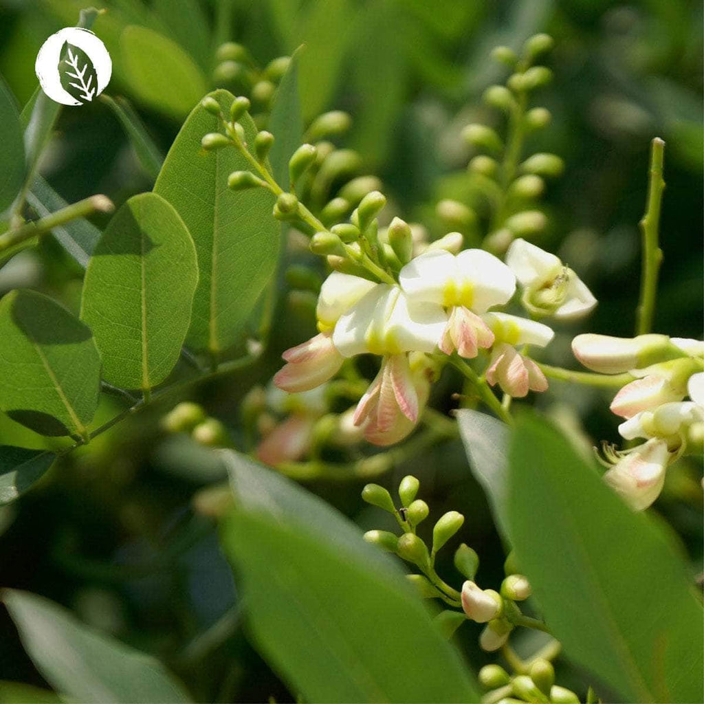 Quercetin 90 Kapseln