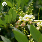 Quercetin 90 Kapseln