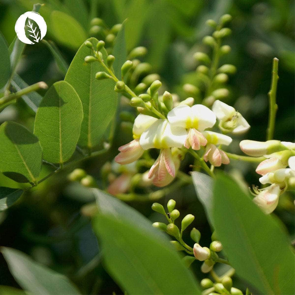 Quercetin 90 Kapseln