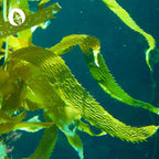 Bio Chlorella Presslinge