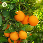 Vitamin D3 + K2 Tropfen Orange 30ml