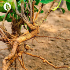 Ashwagandha Extrakt