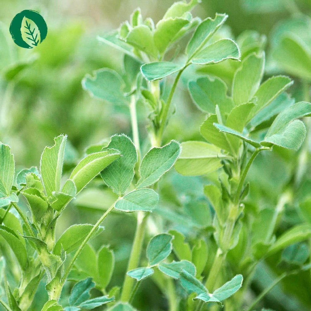 Chlorophyll Tropfen