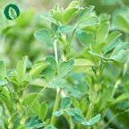 Chlorophyll Tropfen