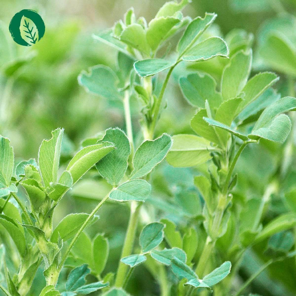 Chlorophyll Tropfen